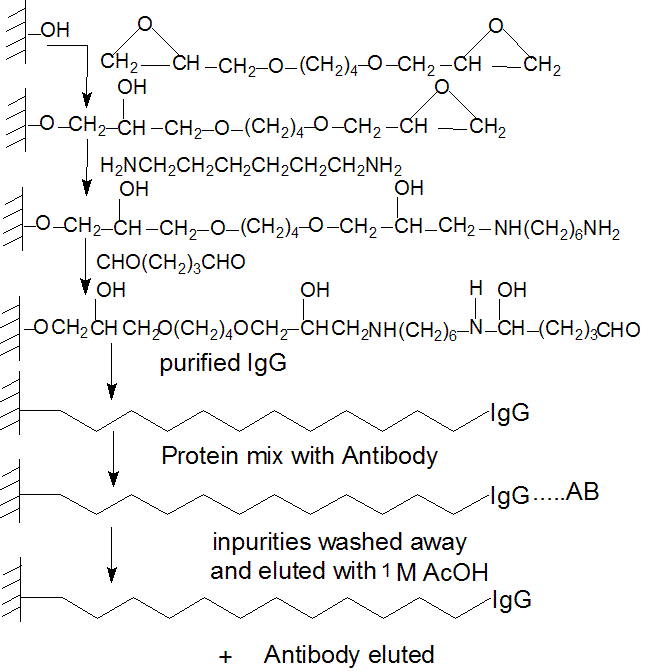 Affinity Chromatogrphy