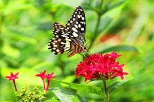 butterfliesoflalbagh15