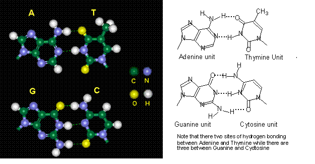 Hydrogenbonding and DNA