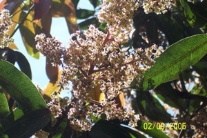 Mango Flowers